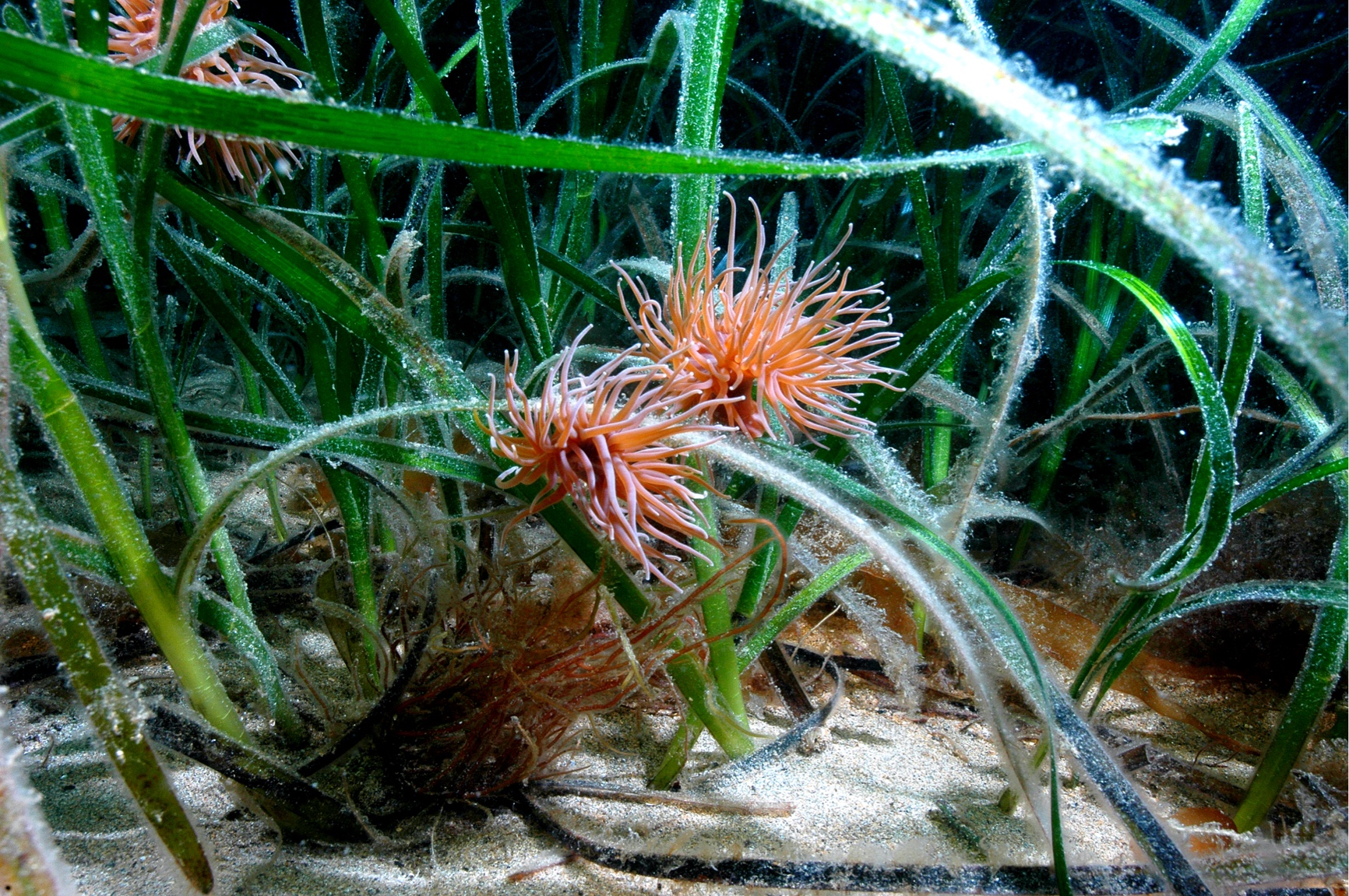 2010 - 2011, RPS, Zone 8 - Atlantic Array, Benthic Ecology Surveys
