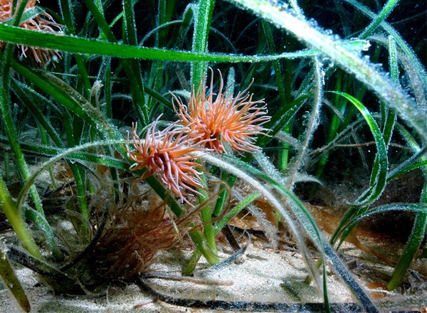 2010 - 2011, RPS, Zone 8 - Atlantic Array, Benthic Ecology Surveys